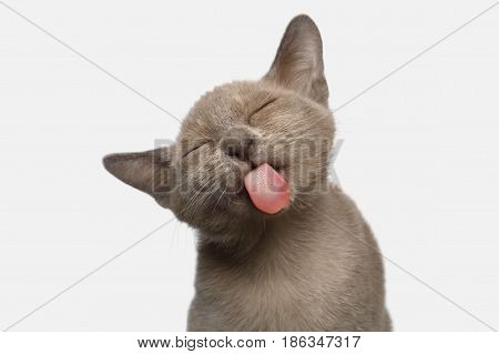 Portrait of Funny Burmese Kitten Lick with tongue Tasty on White Background, front view