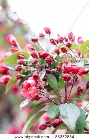 Flowering of the flowers of the pink sakura on a white background
