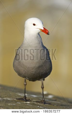 Heerman's Gull, Larus Heermanni