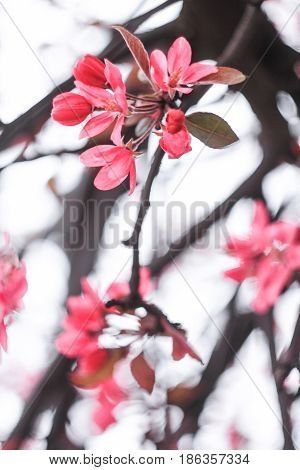 Flowering of Japanese cherry blossoms on a white background