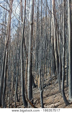 World heritage forests of Madeira terribly destroyed by fires in 2016. Some of trees have enormous will of life and survived this disaster.
