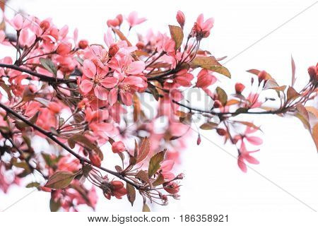 Gently pink inflorescence of sakura on a white background