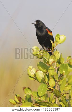 Red-wing Blackbird calling from mangrove tree with grey background