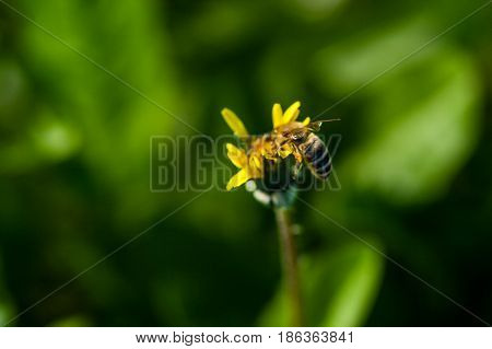Macro Of Yellow Dandelions On Which Sits A Wasp