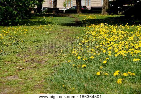 City Dandelions on a lawn in the central park