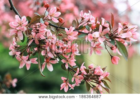 A branch of a pink sakura on a green background