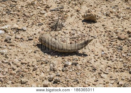 Lamb's horn on a stony desert land