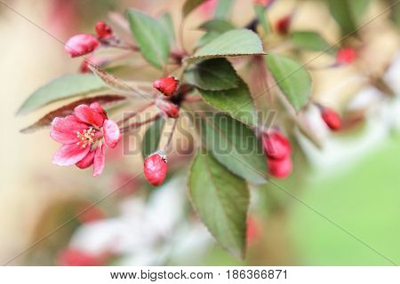 Beautiful sakura flowers on a green-beige background
