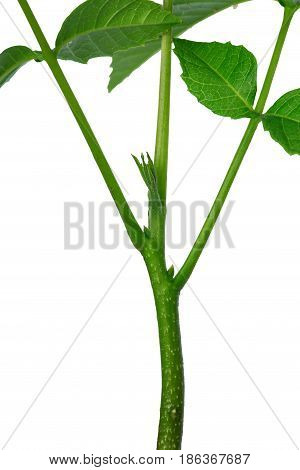 Sprout of a young walnut on the white background