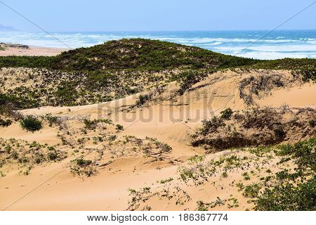 Natural Sand Dunes with coastal shrubs and the Pacific Ocean beyond taken at the Guadalupe Sand Dunes in the Central Coast
