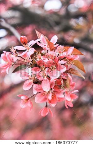 Branch with a pink inflorescence of sakura on a pink background
