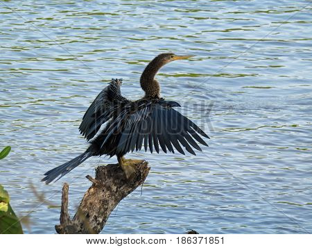 Anhinga Bird Ding Darling Wildlife Refuge Sanibel Florida