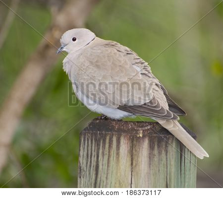 Mourning Dove, Zenaida Macroura