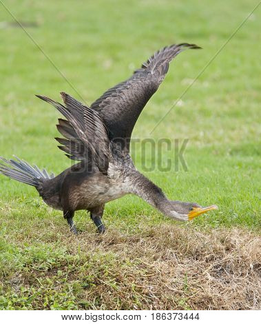 Double-crested Cormorant