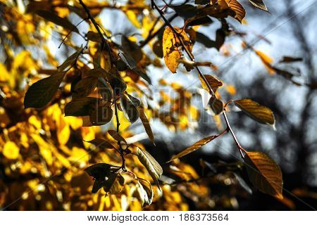 Close up branches with yellow leaves in fall for beautiful natural background