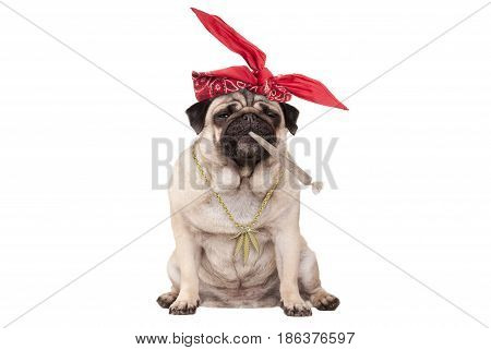 cute pug puppy dog being high on smoking marijuana weed joint isolated on white background
