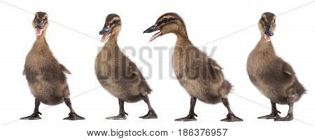 Four duckling together isolated on white background