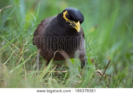Beautiful yellow and brown gird sitting res