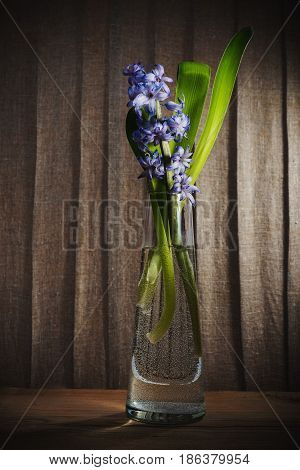 Still life flower hyacinth. Bulbous plant which grows in the garden area and in the home. Photo jacinth used for printing on large format canvas.