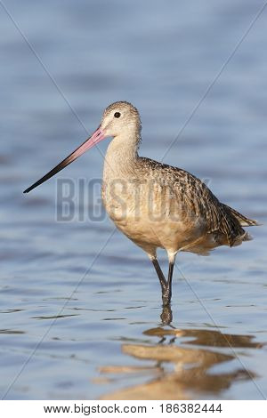 Marbled Godwit, Limosa Fedoa