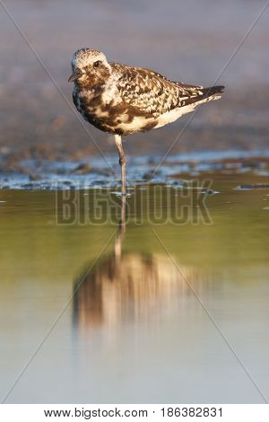 Black-bellied Plover, Pluvialis Squatorola