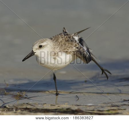 Sanderling, Calidris Alba