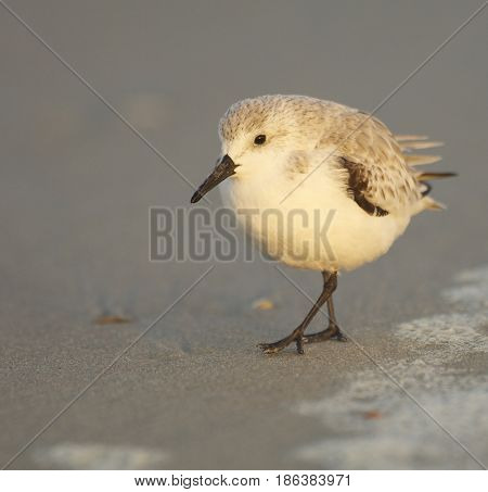 Sanderling, Calidris Alba