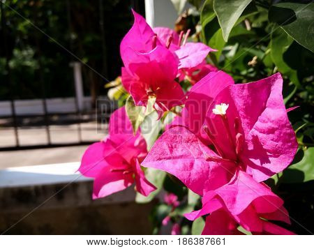 Pink Bougainvillea Flower on a Bright Sunny Day