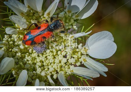 Trichodes Bug Sitting On A Plant Macro Photo