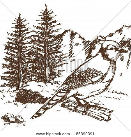tufted titmouse bird, branch posing for a portrait hand drawn vector illustration