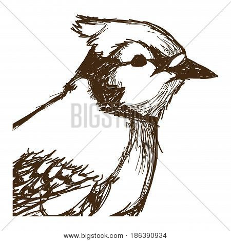 tufted titmouse bird, branch posing for a portrait hand drawn vector illustration