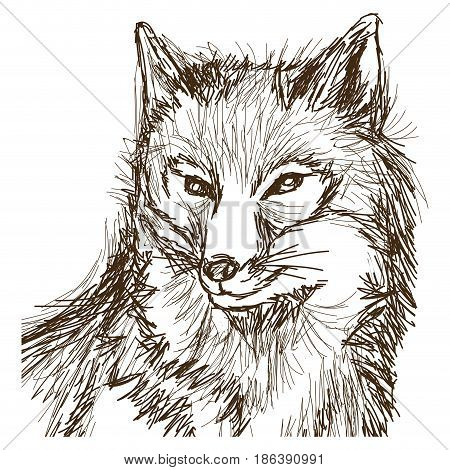 wolf wildlife animal image is hand drawn. portrait pencil sketch of wolf vector illustration