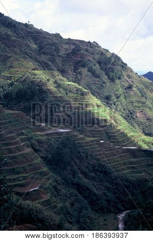 Rice is cultivated in the ancient rice terraces, carved into the mountains, near the city of Banaue, Ifugao Province, in the Philippines.