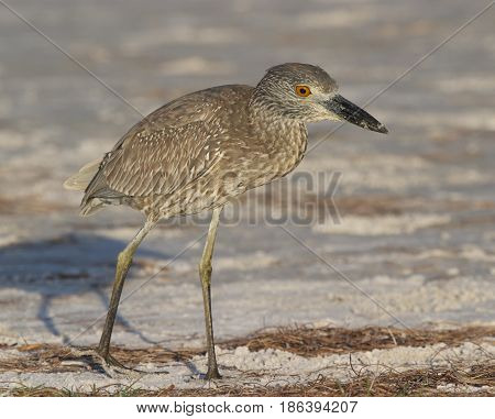 Adult Yellow-crowned Night Heron, Nyctanassa Violacea