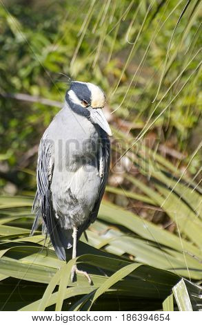 Adult Yellow-crowned Night Heron Nyctanassa violacea on palmetto sticks over wetlands