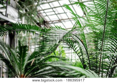 exotic green plants in old orchard-house indoor space