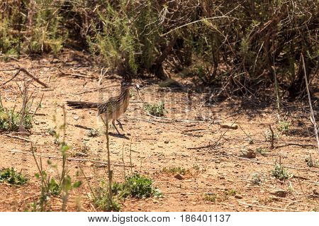 Greater roadrunner Geococcyx californianus bird eats a lizard in the Laguna Beach wilderness in Orange County California