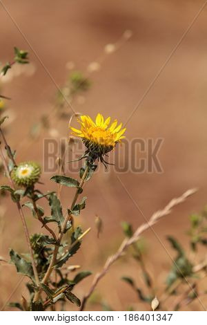 Yellow telegraph flower Heterotheca grandiflora blooms in the wilderness of Laguna Beach California in spring.