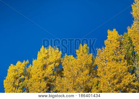 Yellow Leaves with blue sky in Autumn South Island of New Zealand