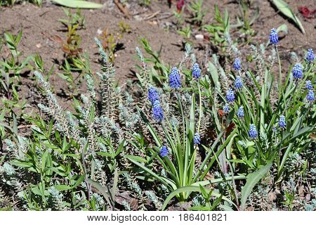 Muscari Or Mouse Hyacinth (muscari Neglectum)