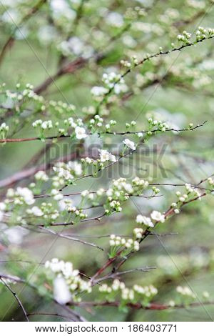 Bloom of miniature white flowers on a green background