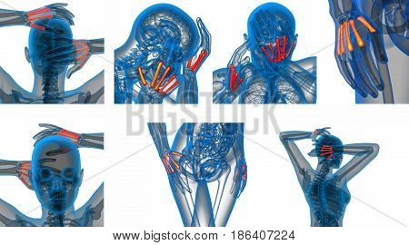 3D Rendering Medical Illustration Of The Metacarpal Bone
