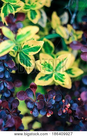 Bush Barberry Tunberga 