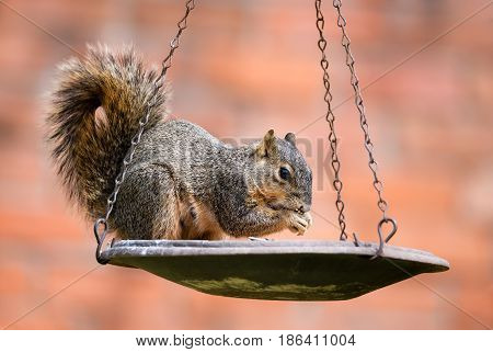 Squirrel (Sciurus niger) eating seeds from bird feeder
