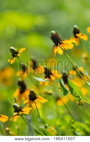 Clasping-leaved Coneflowers (Dracopis amplexicaulis) blooming in spring. Shallow depth of field.