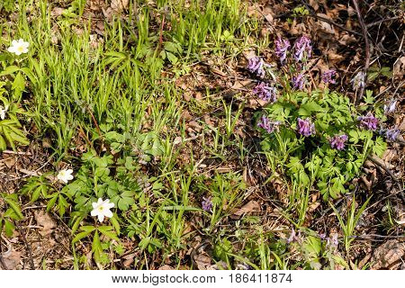 Russia. Leningrad region. Losevo. Spring. The first flowers in the forest