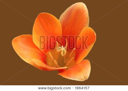 Orange Tulip