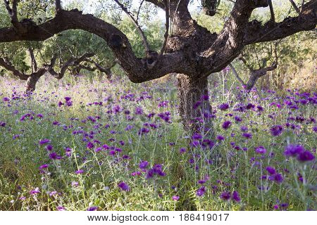 olive trees and purple thistle flowers near stoupa in mani on greek peloponnese under blue sky in spring
