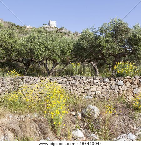 olive trees and yellow flowers near stoupa in mani on greek peloponnese under blue sky in spring with mountain landscape and typical tower house in the background