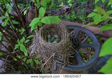 Wild thrush bird nest from dry grass with green and blue eggs with speckles on steel water valve.